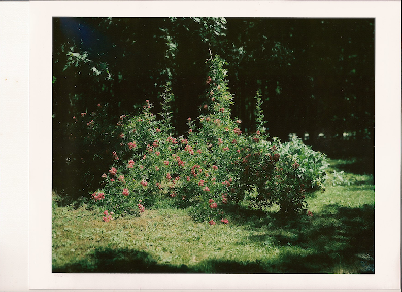 Original 8X10 Polaroid of a rosebush and peonie bed.